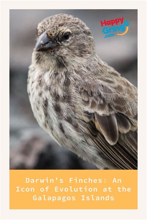 Darwin's Galapagos Finch - an icon of evolution at the Galapagos ...