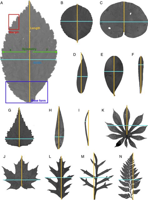 Leaves of different shapes. For defintions of leaf shapes see Table 1 ...