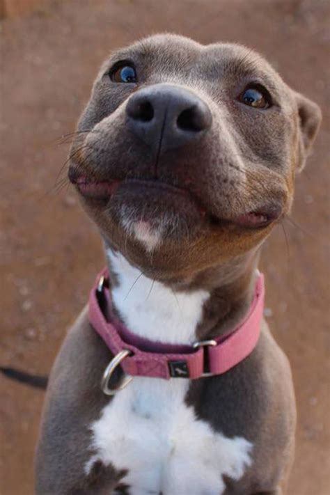 Post The Happiest Dogs Who Show The Best Smiles (25+ Pics) | Bored Panda