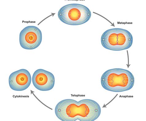 Meiosis Phases And Descriptions