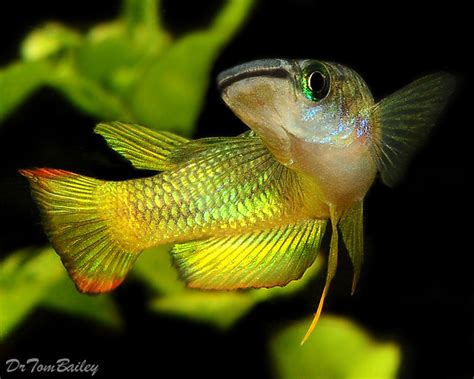 Premium Golden Wonder Killifish, 1" to 1.5" long