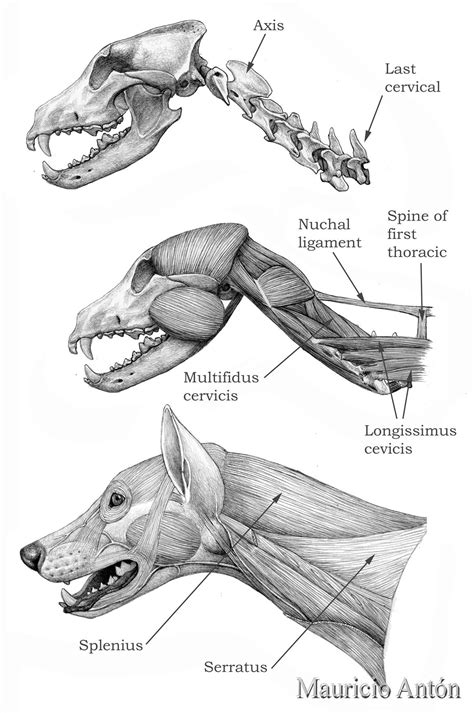 THE DOG WITH A CAT’S NECK | Dog anatomy, Animal skeletons, Dog skull