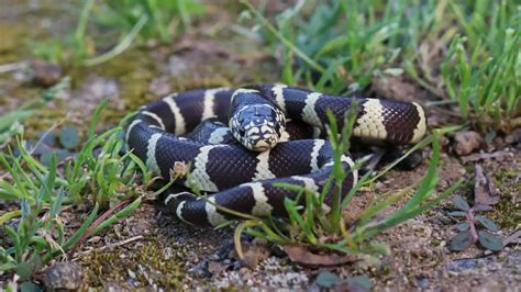 What Do You Need for a King Snake Habitat? (King Snake Checklist)