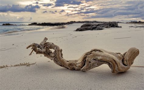 wood, Beaches Wallpapers HD / Desktop and Mobile Backgrounds