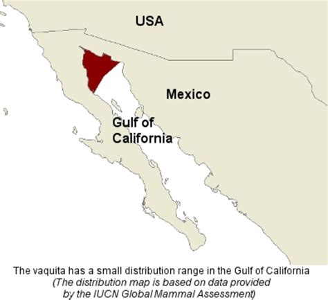 Vaquita - A Critically Endangered Species | HubPages