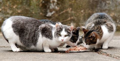 What to do if you Find a Stray or Feral Cat | The Scaredy Cat