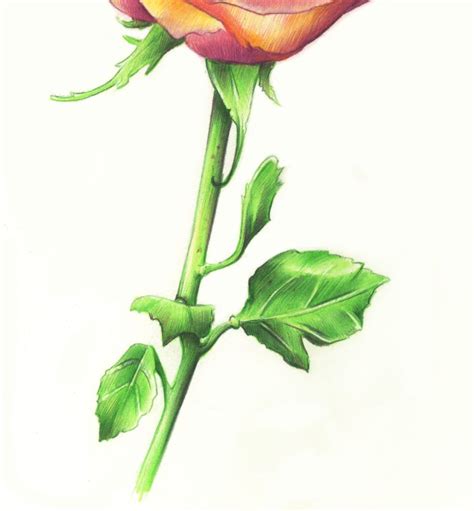 Drawing Roses in Graphite Pencil and Colored Pencil