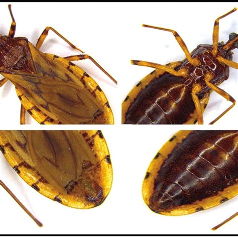 Triatoma infestans (Klug), dorsal view. | Download Scientific Diagram