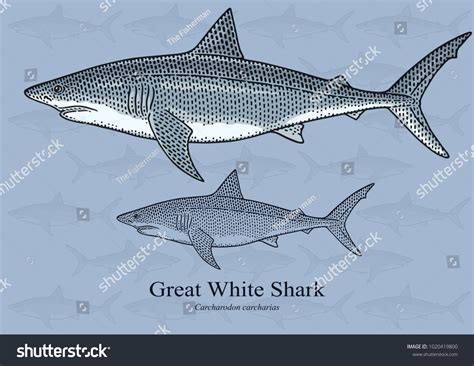 Great White Shark Vector Illustration Refined Stock Vector (Royalty ...