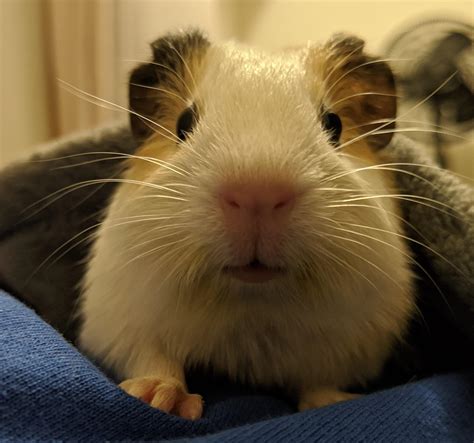 This Little Cuddle Bug Is Two Wheeks Old Today : r/guineapigs