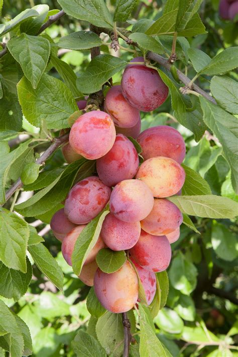 Fruit trees: the five easiest to grow - The English Garden