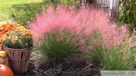 Pink Muhly Grass - Grow and Care for Gulf Muhly - Growit Buildit