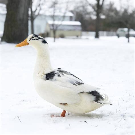 Ancona Duck - Raising Ducks