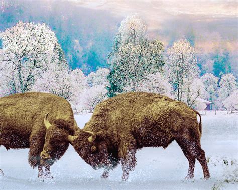 Digital Art, Bison Fighting in Snow, Buffalo Print Animal Winter Poster ...