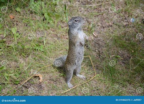 Franklin`s Ground Squirrel Standing in a Clearing Stock Image - Image ...