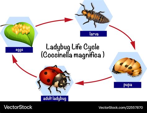 A ladybug life cycle Royalty Free Vector Image