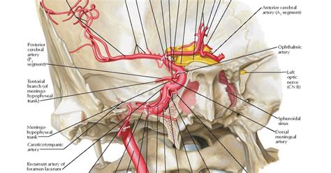 Internal Carotid Artery in Petrous Part of Temporal Bone Anatomy ...