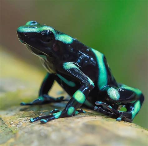 Green and Black Poison Dart Frog | Poison dart frogs, Dart frog, Frog ...