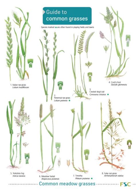 Grass Weeds Chart