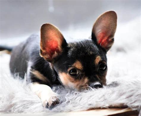 Show Me Pictures Of A Teacup Chihuahua - PictureMeta