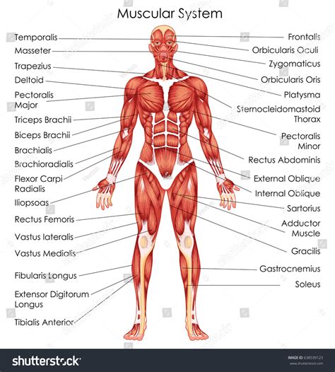 3,830 Muscle Chart Images, Stock Photos & Vectors | Shutterstock