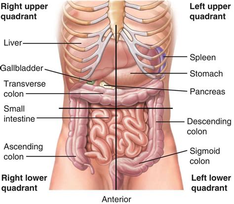 Medical dictionary, Emt study, Medical terms