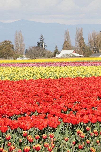 Tulip festival, mount Vernon, Washington | Mount vernon, Tulip festival ...