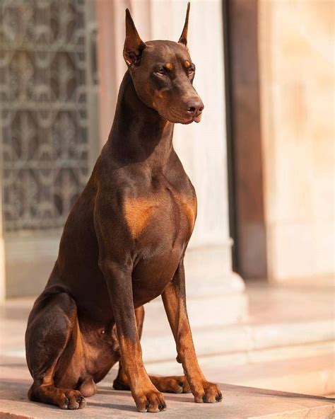 Pin on DOBERMANN