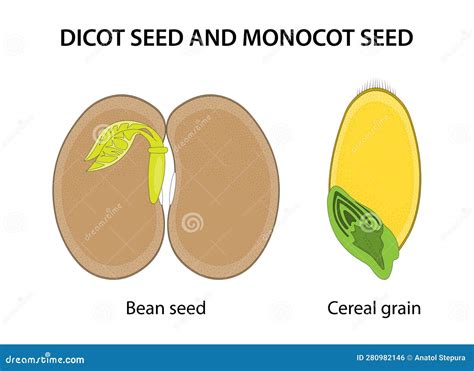 Dicot Seed And Monocot Seed: Similarities And Differences. Vector ...