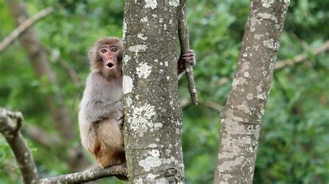 Rare footage of Assam macaques caught on camera in SW China - CGTN