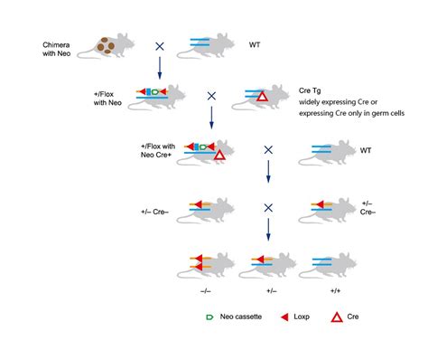 How do I breed conditional knockout mice? How do I choose control mice ...