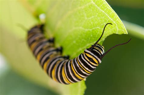 Study: Plants Can Hear Their Attackers’ Approach | TIME