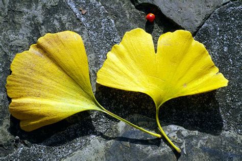 Maidenhair Tree Leaves (ginkgo Biloba) Photograph by Dr Keith Wheeler