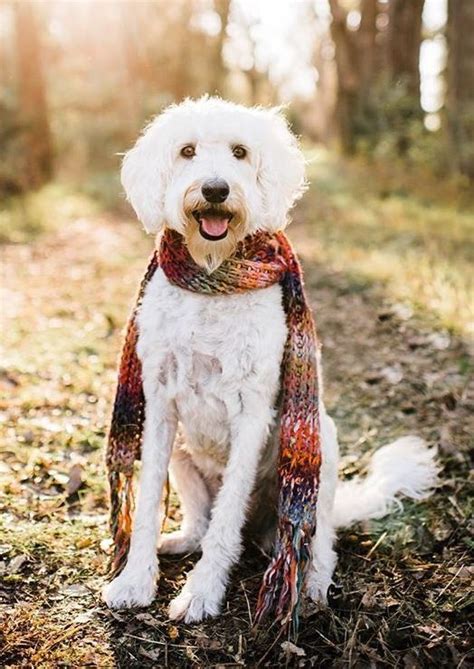 White Labradoodle | White labradoodle, Labradoodle, Labradoodle puppy