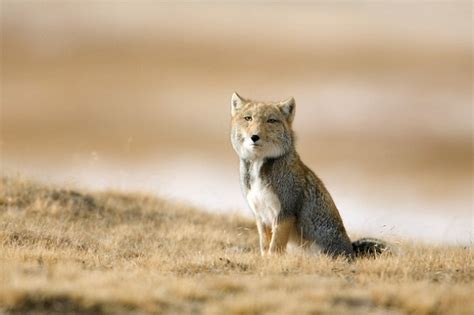 Tibetan Sand Fox Facts, Habitat, Diet, Life Cycle, Baby, Pictures