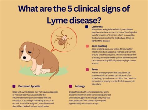 Lyme Disease In Dogs: Surprising Facts And Information