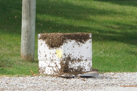 Burlington a hive of activity after 5 million bees fall from truck ...