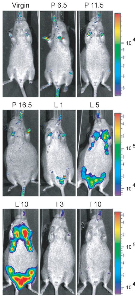 Longitudinal analysis of mammogenesis using a novel tetracycline ...