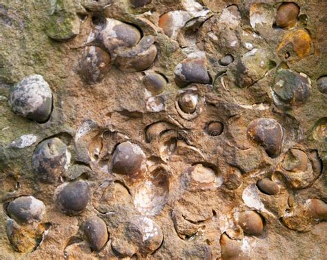 Group of Late Crustacean Fossils of Bivalves from North of Czech ...