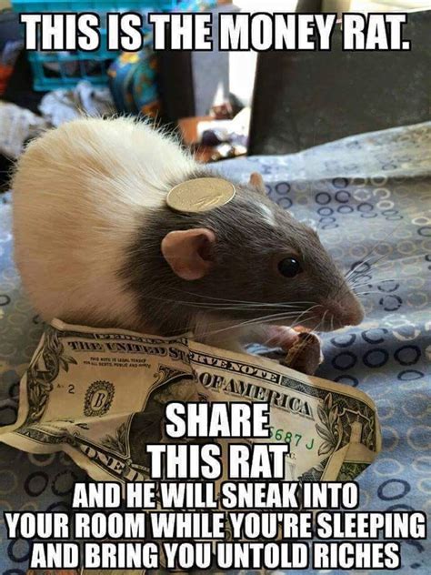 rat memes - Google Search | Cute rats, Rats, Funny animals