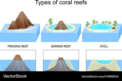 Types and structure of coral reefs islands Vector Image