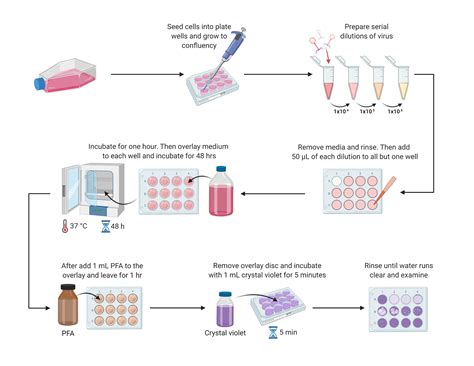 Viral Quantification Methods