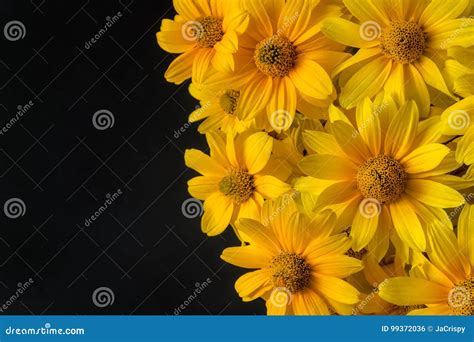 Yellow Flowers on Black Background Stock Photo - Image of botanical ...