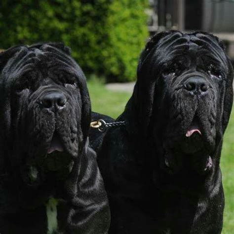 77 best images about Neapolitan Mastiff on Pinterest | Neapolitan ...