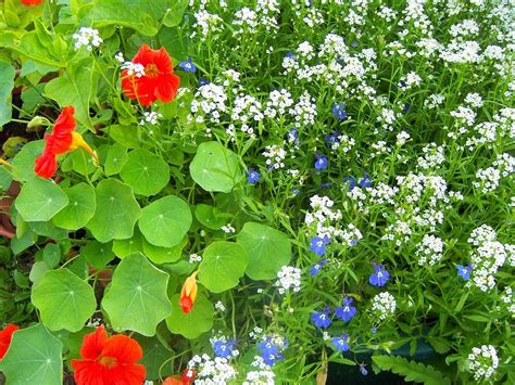 Hardy Flowering Plants - Annual And Perennial Flowers For Zone 6 Gardens