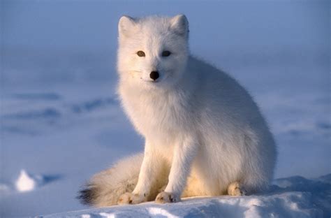 Arctic Foxes