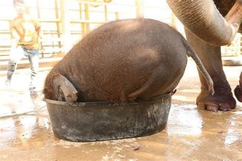 30 Photos Of Adorable Baby and Mom Elephants That Will Warm Your Heart ...