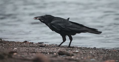 What Do Crows Eat?