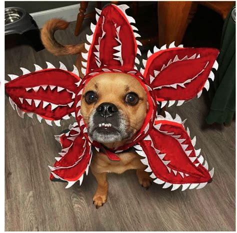 Dog Halloween Costume | ubicaciondepersonas.cdmx.gob.mx