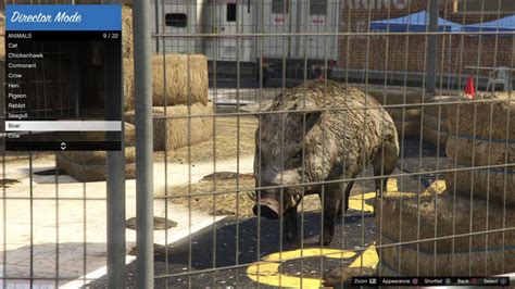 Boar | GTA 5 Animals, How To Play & Where To Find